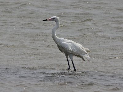 egret-reddish6557.jpg