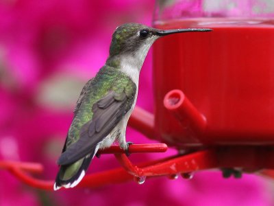 hummingbird3622.jpg