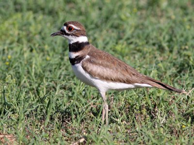 killdeer4632a.jpg