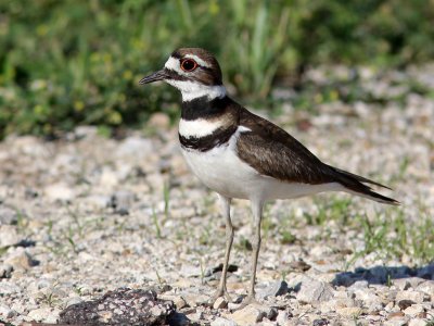 killdeer4649b.jpg