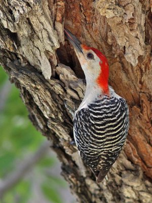 woodpecker-redbellied5255o.jpg