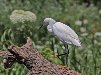 egret-snowy6213b.jpg