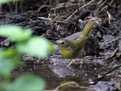 warbler0830.jpg