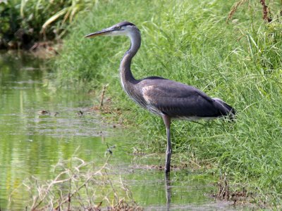 heron-greatblue8359-2a.jpg