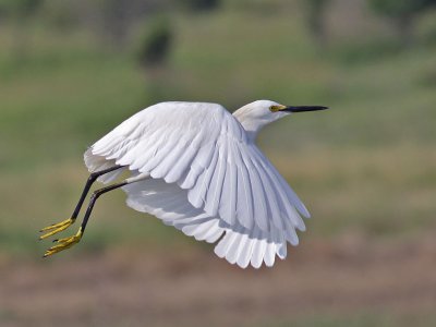 egret-snowy9536a.jpg