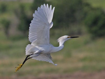 egret-snowy9537a.jpg