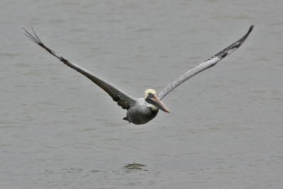 pelican-brown5350.jpg