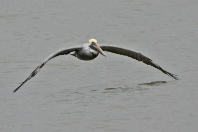pelican-brown5351.jpg