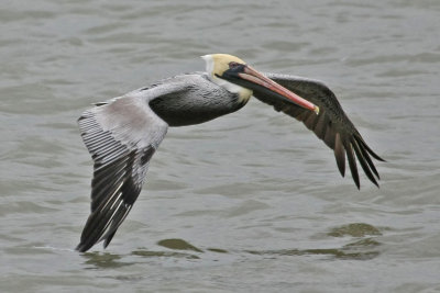 pelican-brown5363.jpg