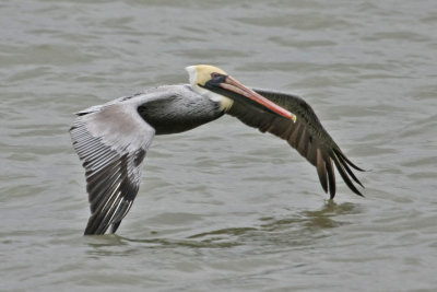 pelican-brown5367.jpg