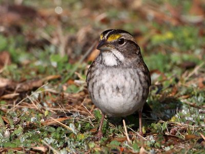 sparrow-whitethroated3567o.jpg