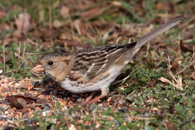 sparrow-harriss3572o.jpg