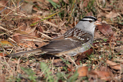 sparrow-whitecrowned3592o.jpg