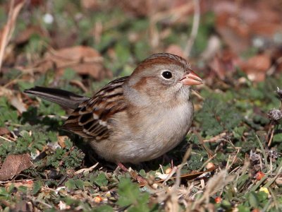 sparrow-field3649o.jpg