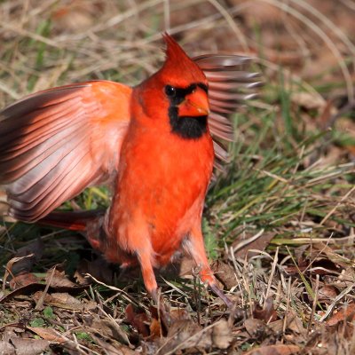 cardinal3609o.jpg