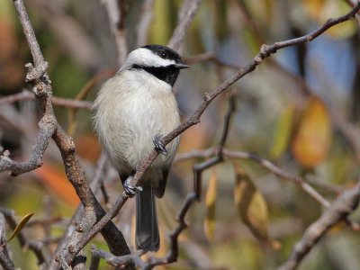 chickadee-carolina3631o.jpg