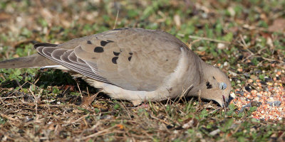 dove-mourning3611o.jpg