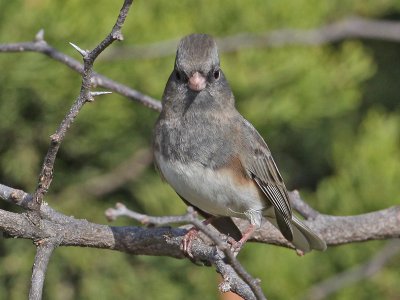 junco3704o.jpg