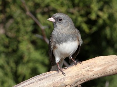 junco3731o.jpg