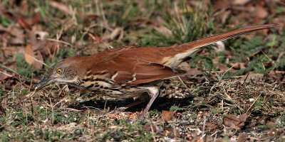 thrasher-brown3753o.jpg