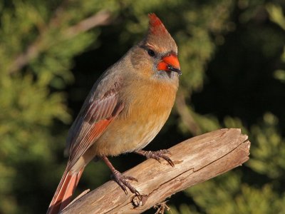 cardinal5168-500mm.jpg