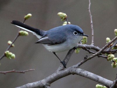 gnatcatcher-bluegray1179a.jpg