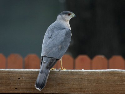 hawk-coopers9389a.jpg