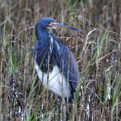 heron-tricolored2175.jpg