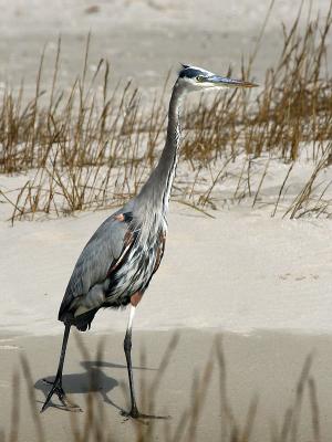 heron-gb0810.jpg