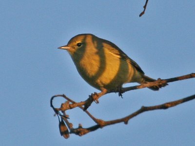 warbler-orangecrowned3315.jpg