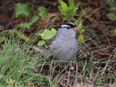 sparrow-white-crowned6669a.jpg