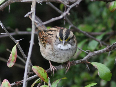 sparrow-whitethroated6766a.jpg