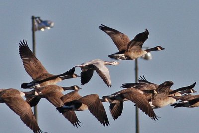 goose-barheaded5440d.jpg