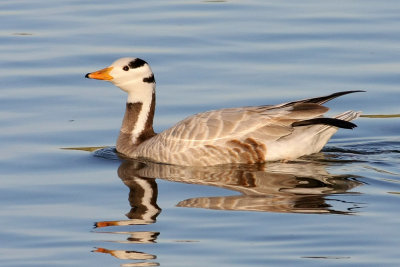 goose-barheaded5895b.jpg