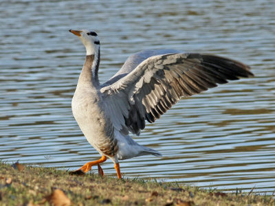 goose-barheaded5976b.jpg