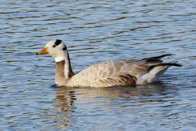 goose-barheaded5942a.jpg