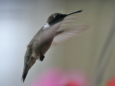 hummingbird2824.jpg