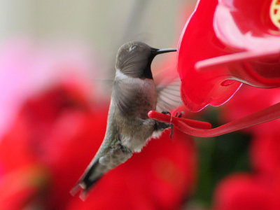 hummingbird2806.jpg