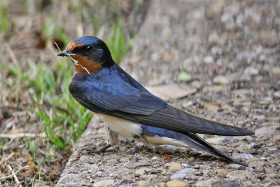 swallow-barn2764.jpg