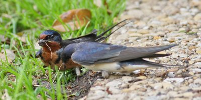 swallow-barn2779.jpg