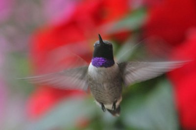 hummingbird-blackchinned2941o.jpg