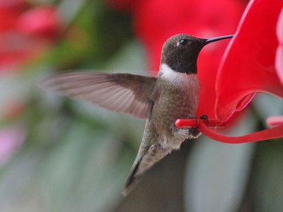 hummingbird-blackchinned2933o.jpg