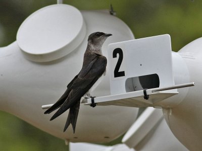 purplemartin3401o.jpg