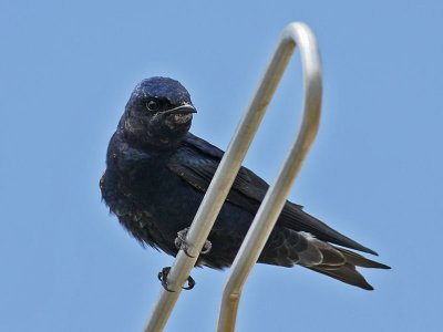 purplemartin3525o.jpg