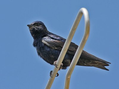 purplemartin3529o.jpg