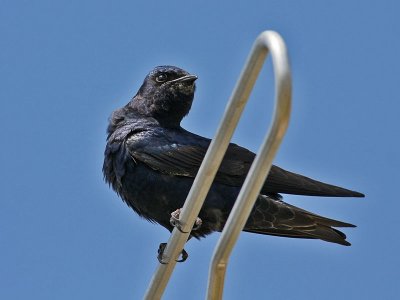 purplemartin3530o.jpg