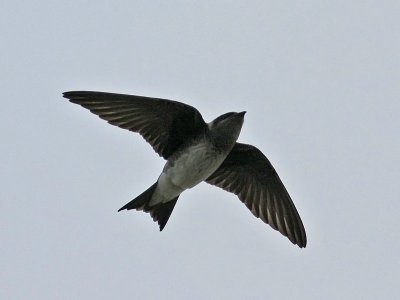 purplemartin4344o.jpg