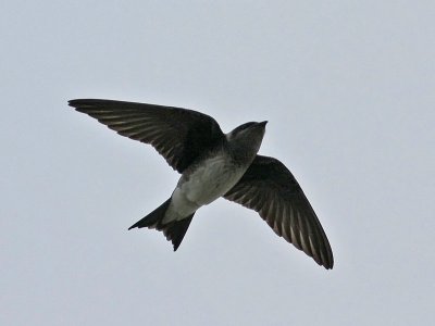 purplemartin4344o.jpg