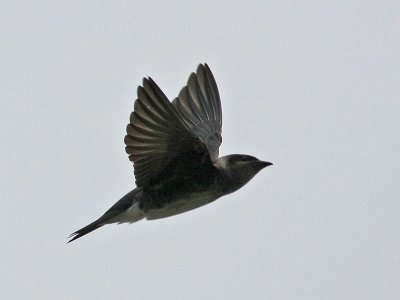 purplemartin4348o.jpg