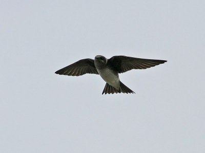 purplemartin4350o.jpg